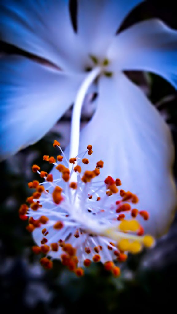 A vibrant macro shot highlighting the intricate details of a hibiscus flower stamen, showcasing nature's beauty.