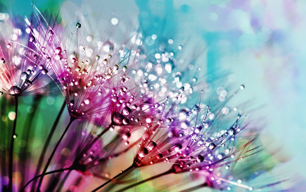 Colorful close-up of dandelion flowers with dewdrops highlighting their intricate beauty.
